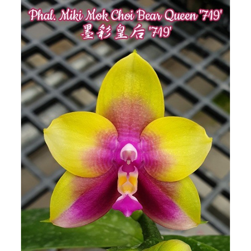 Орхiдея Phal. Miki Mok Choi Bear Queen 719 - купити, доставка Україна